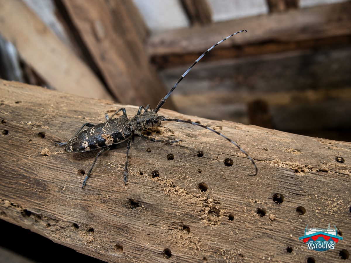 Capricorne adulte, un longicorne aux longues antennes, sur une poutre criblée de trous de sortie
