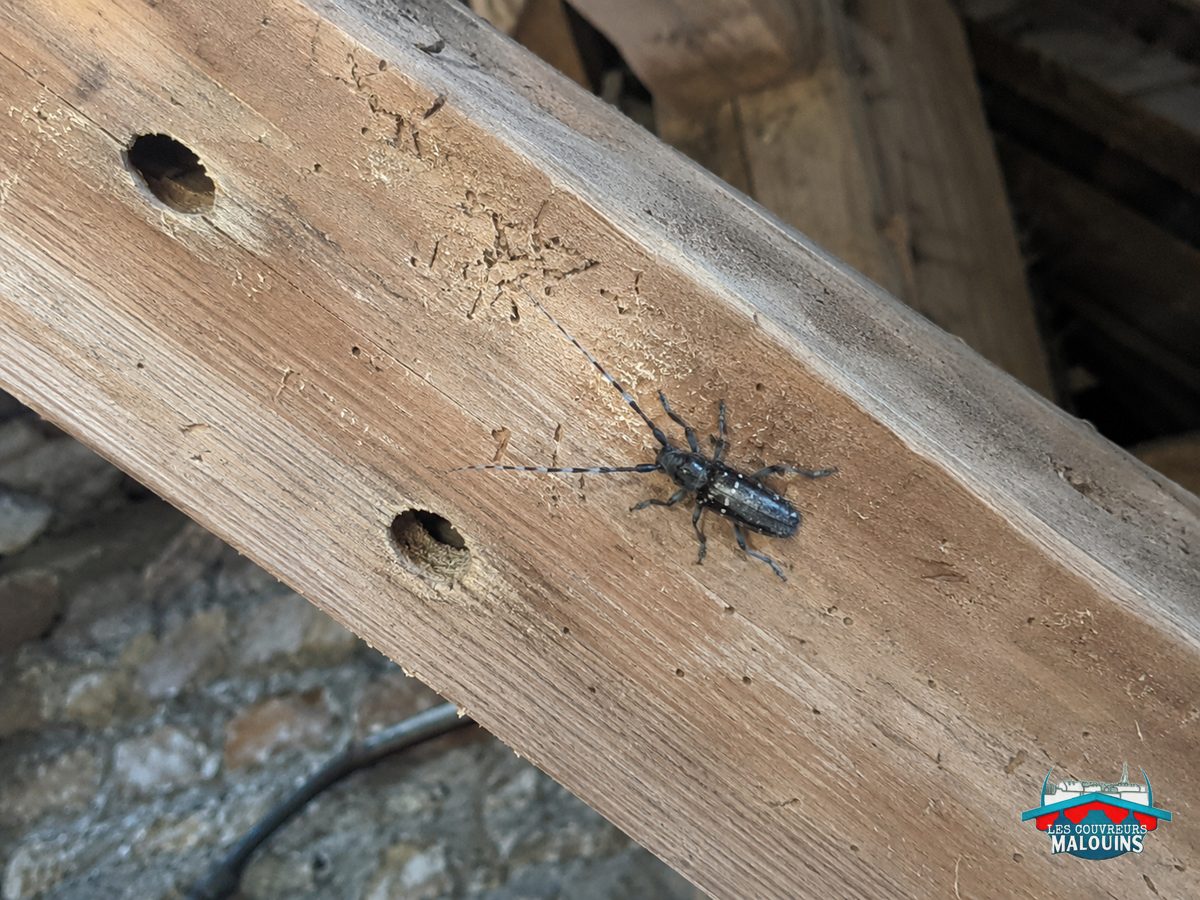 Longicorne noir tacheté de blanc sur un chevron, à côté de trous de sortie ovales et de vermoulure