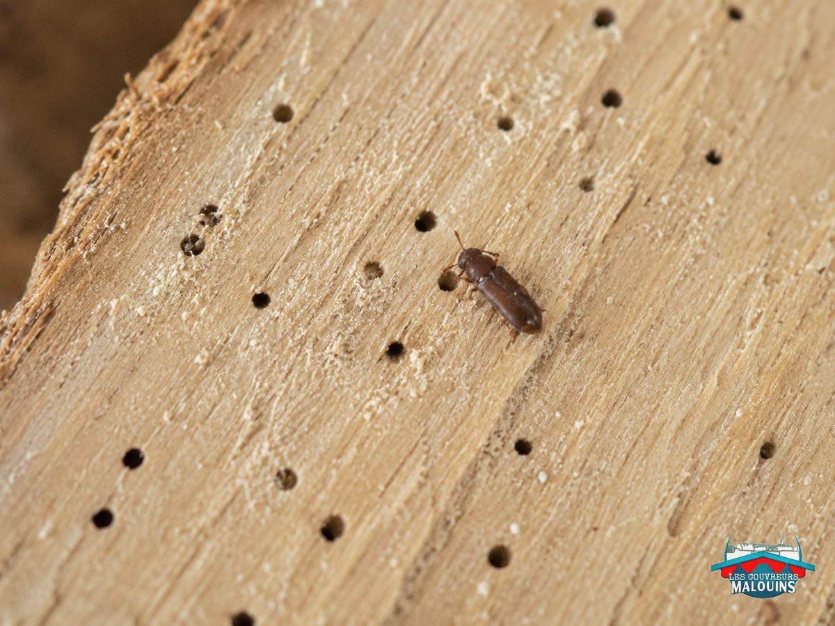 Petite vrillette, coléoptère brun de quelques millimètres, sur du bois percé de petits trous ronds