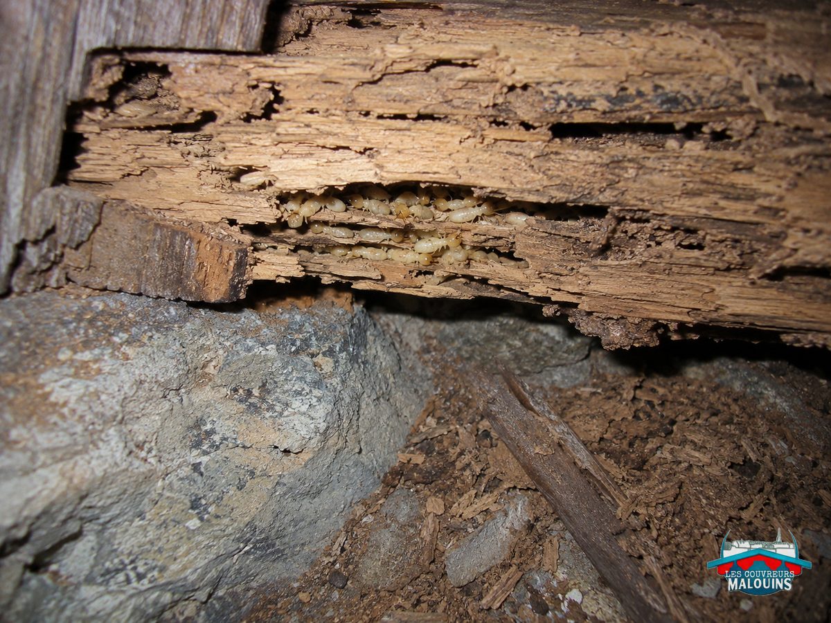 Termites ouvriers, blancs et translucides, dans un bois dégradé en feuillets