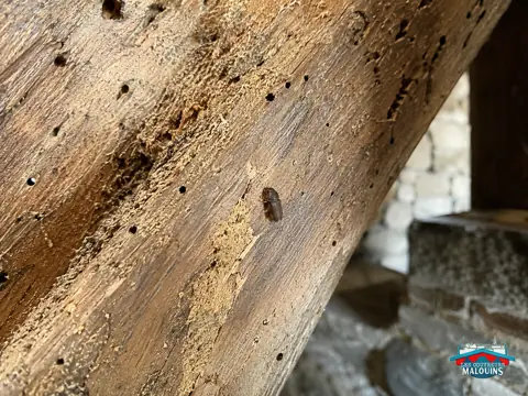 Vrillette sur une poutre ancienne criblée de trous de sortie et de galeries ouvertes